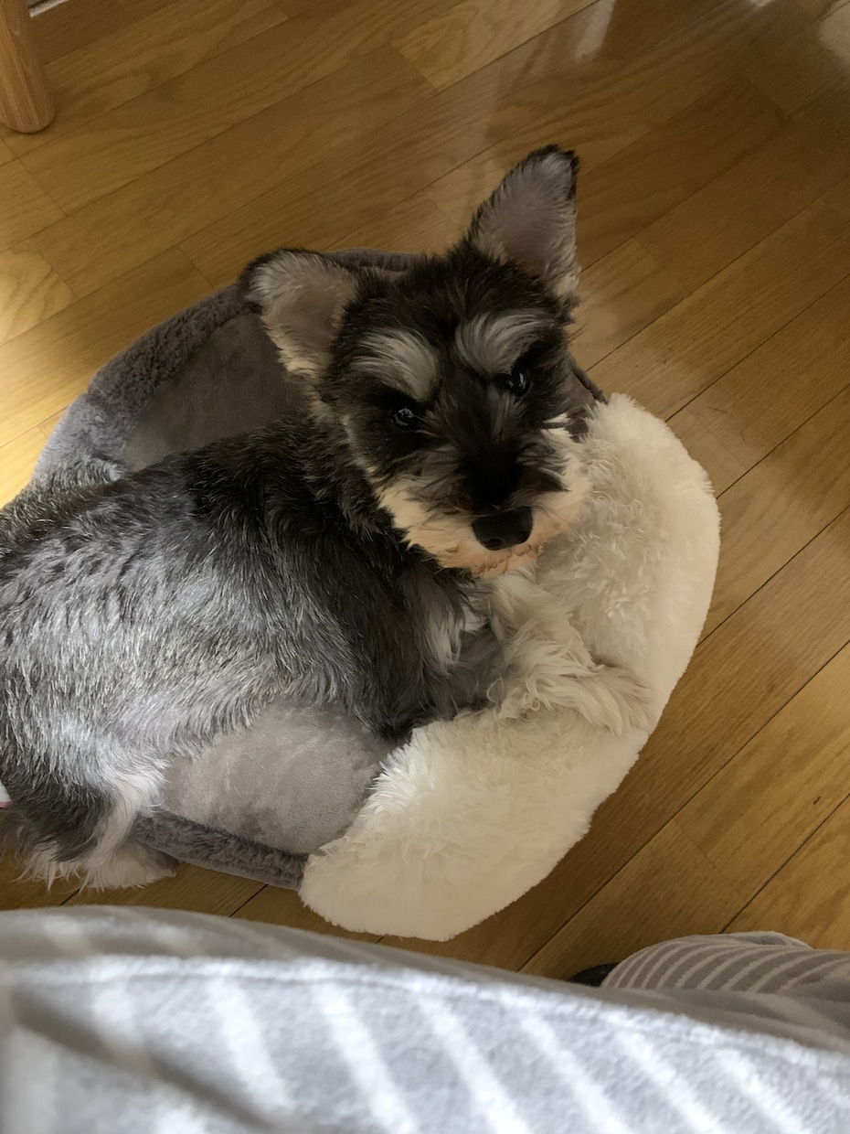 ペットに関するご相談承ります 動物に関する相談等、お悩み事に対しての解決策をお手伝いします イメージ3