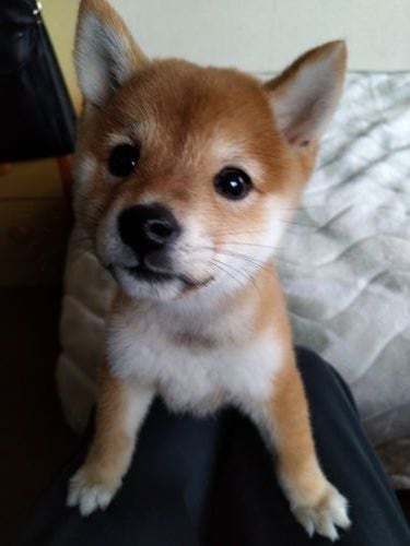 ご自身の悩みをヨガ的な観点から、相談にのります ～メンズヨガセラピストと柴犬ラヴが担当するよ～ イメージ1