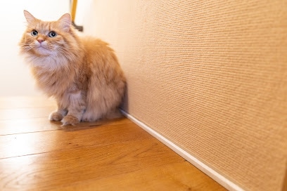 猫用商品撮影｜売れる広告写真撮影します プロ歴18年×猫歴20匹で高品質撮影 イメージ2