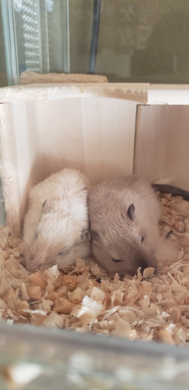 小動物に関するお悩み相談お受けします 飼い方、選び方などなどなんでもお問い合わせください！ イメージ4