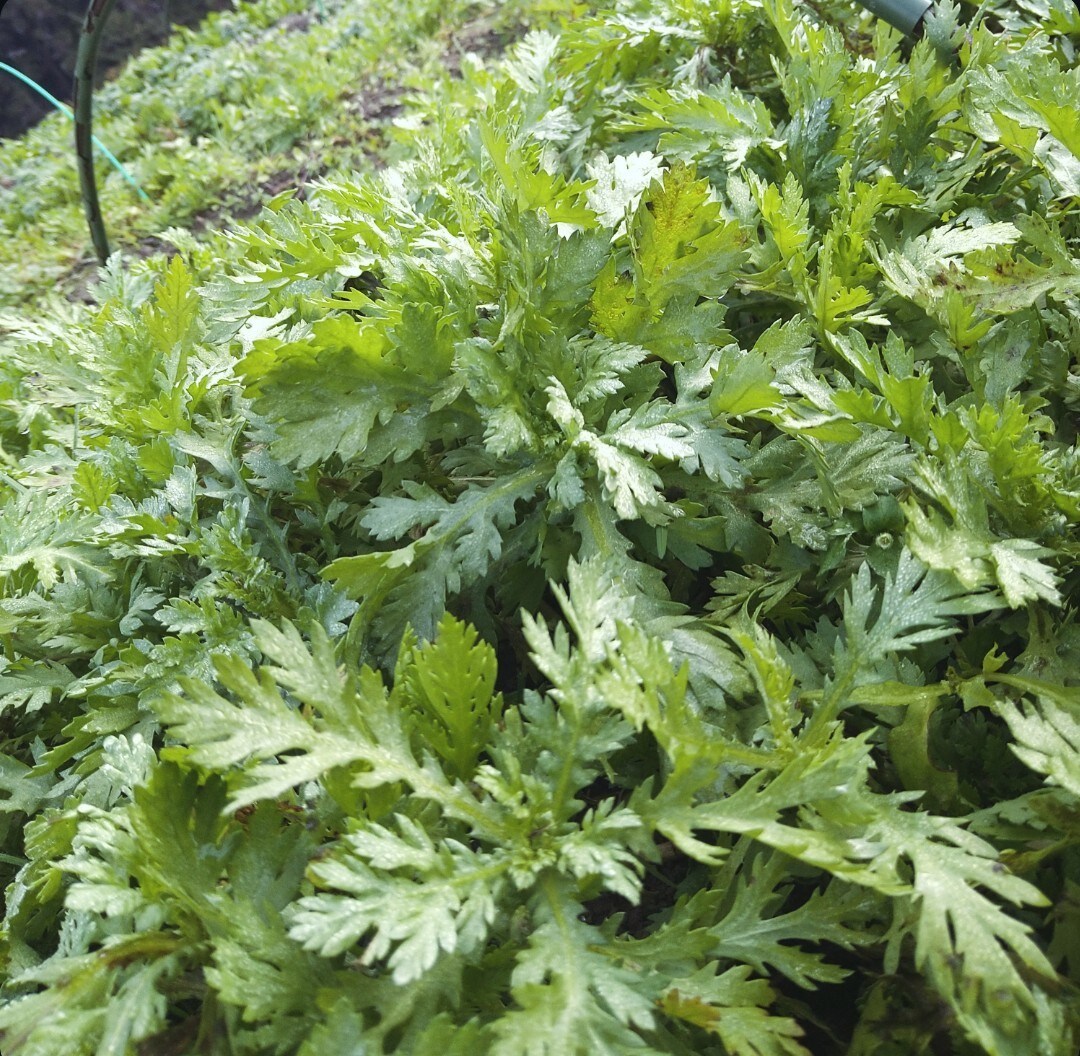 家庭菜園、畑、植木のご相談承ります 野菜、植木農家の経験を活かしサポートします。 イメージ1