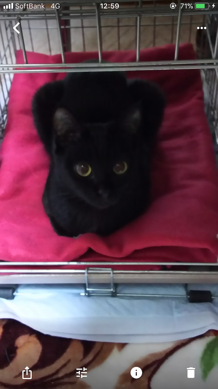 ペット(犬・猫)のご相談承ります 大事な家族の一員であるペットの健康が気になる方 イメージ1