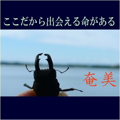 奄美大島をディープにガイドします ここが知りたい！ウェブにはない情報をお伝えします。 イメージ4