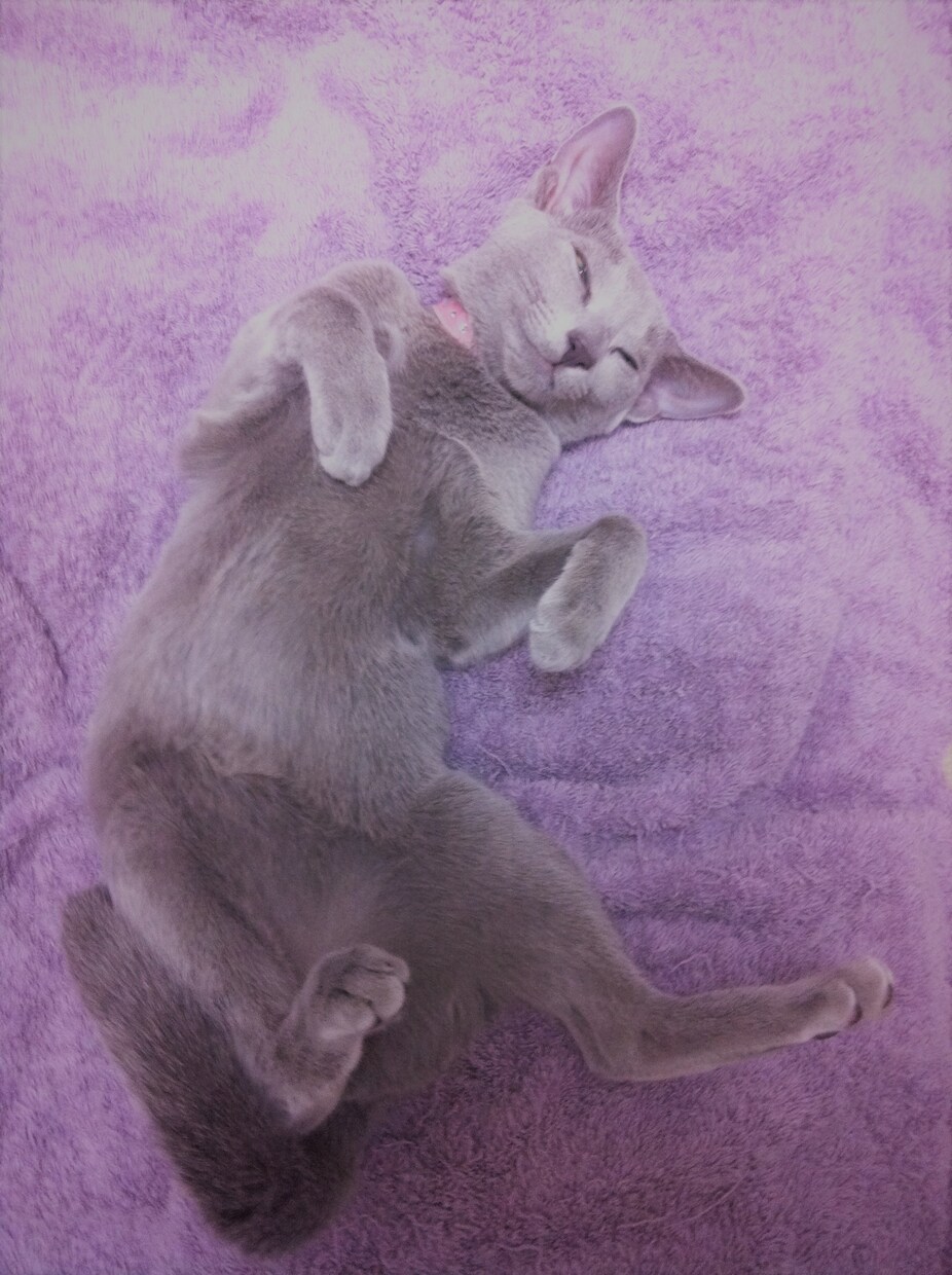 愛猫ちゃんの似顔絵・肖像画を描かせて頂きます 心を込めて丁寧に、ご家族の一員の猫ちゃんを描かせて頂きます。 イメージ3
