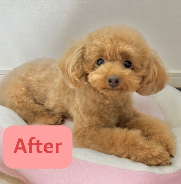 限定価格★技術だけはダメ。犬のお手入れ方法教えます ブラッシングや歯磨きなど…行動心理から＋技術面まで学べます イメージ9