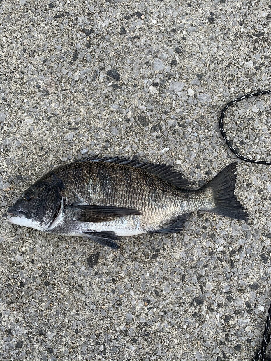 クロダイ釣りのウキフカセが上達するコツを教えます ウキフカセ歴5年の高校生があなたにアドバイスします。 イメージ2