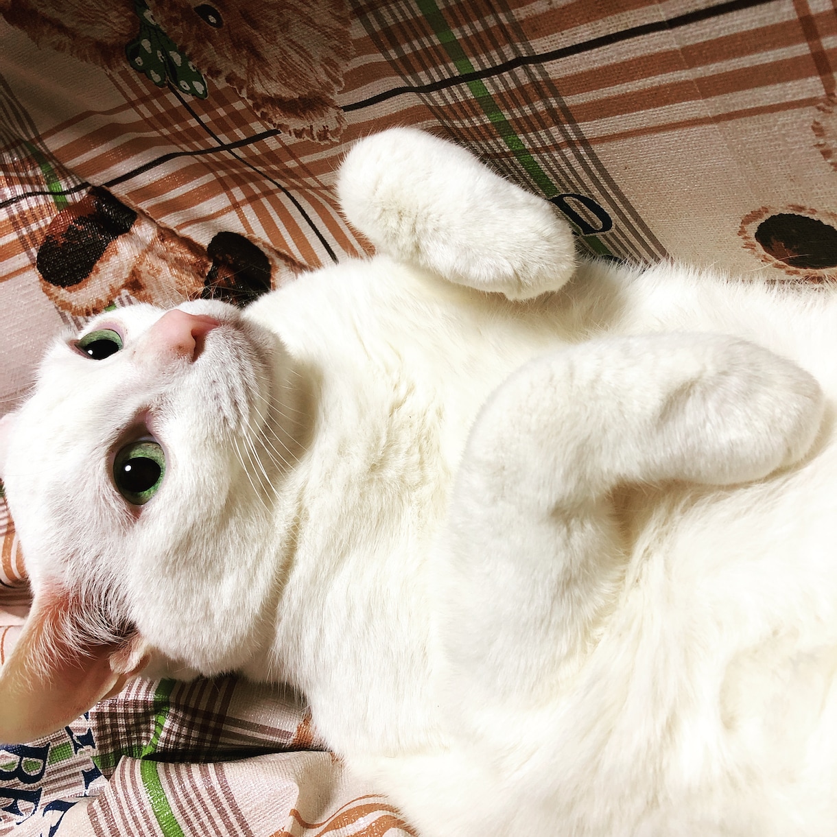 ペットロスで苦しむ方へ。カウンセリングします 1日5回までのやりとりで5日間、心を整えていきましょう イメージ2