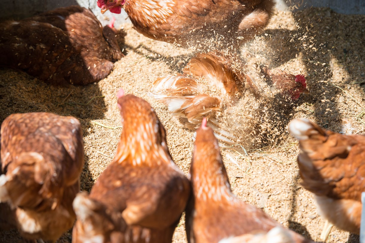 平飼い養鶏のご相談にのります プロの養鶏家がお答えます！飼い方、産卵箱、平飼い養鶏開業 イメージ5