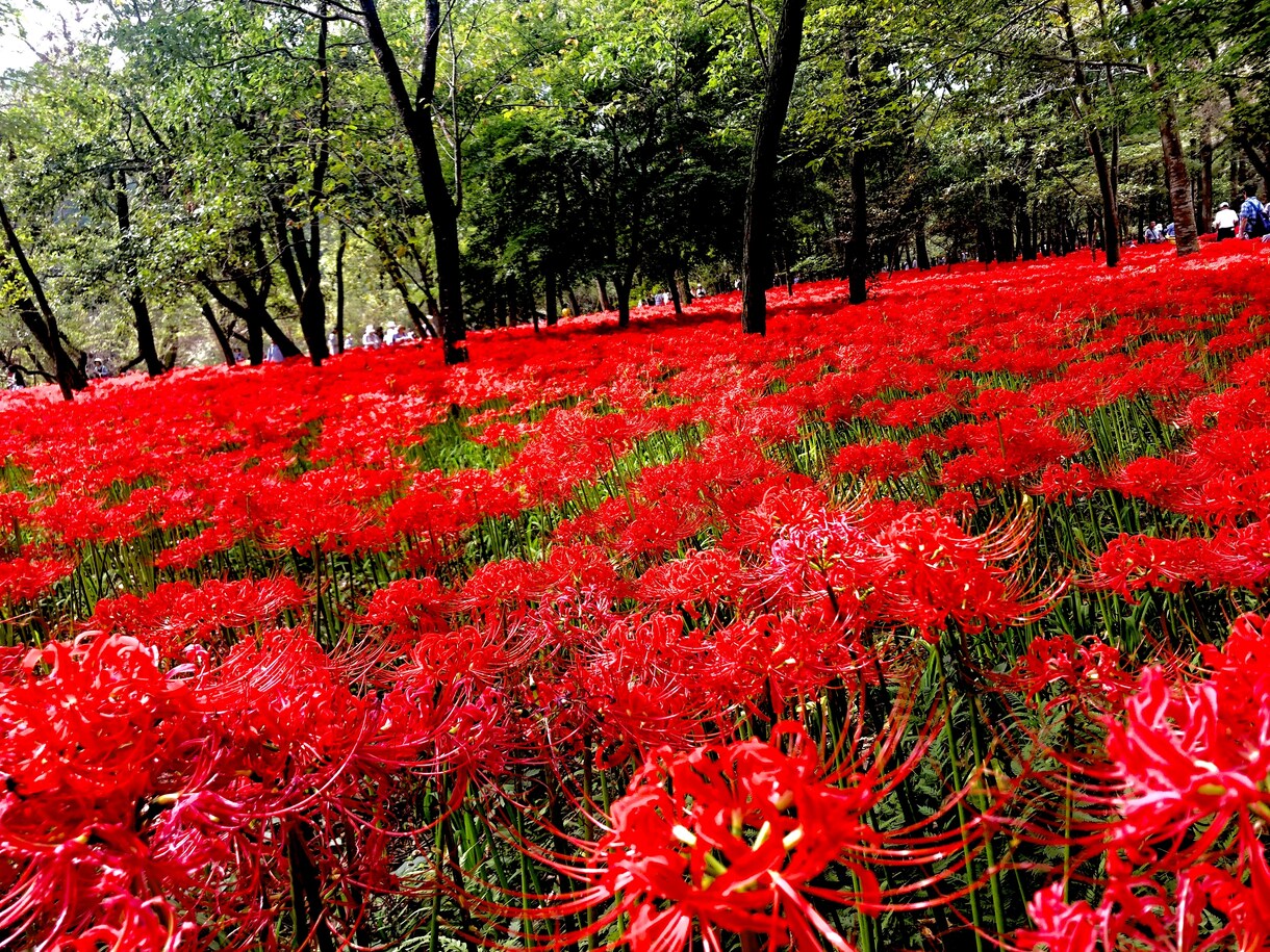 お花の写真メインで提供します お花、風景をメインに写真提供します。 イメージ3