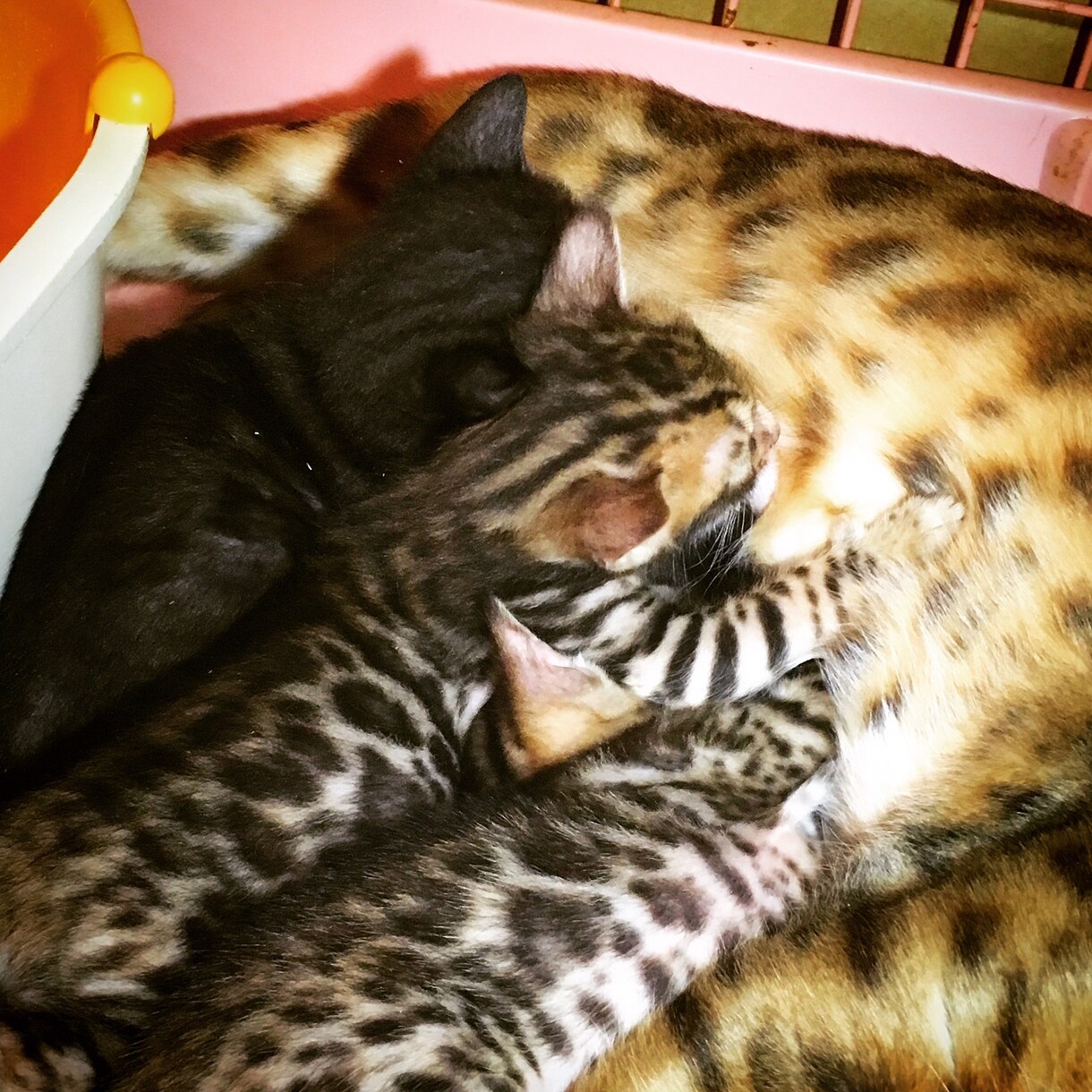 猫のスペシャリストが猫ちゃんの出産サポートします 妊娠中の猫ちゃんから出産時、育児中の猫ちゃんまで イメージ1