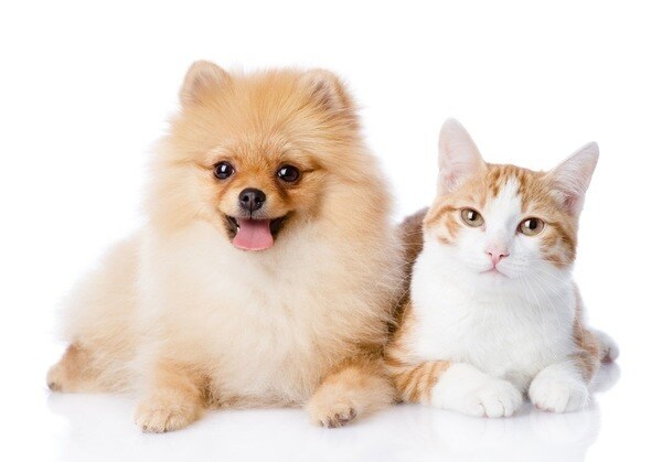 現役獣医師が飼主様の疑問にお答えします ～いつでも気軽にセカンドオピニオンを～ イメージ1