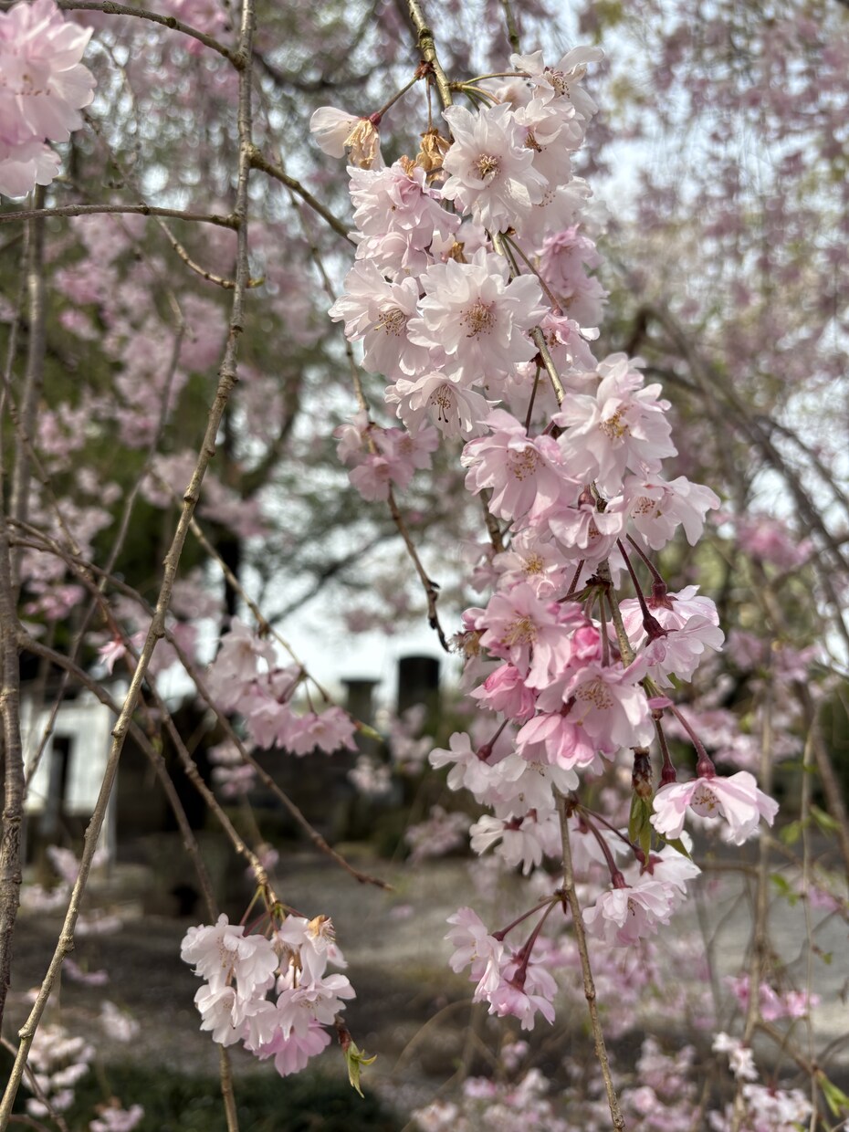 未亡人のお話し聞きます 喪失の痛みに寄り添い、ひとりじゃないと感じてほしい♡ イメージ4