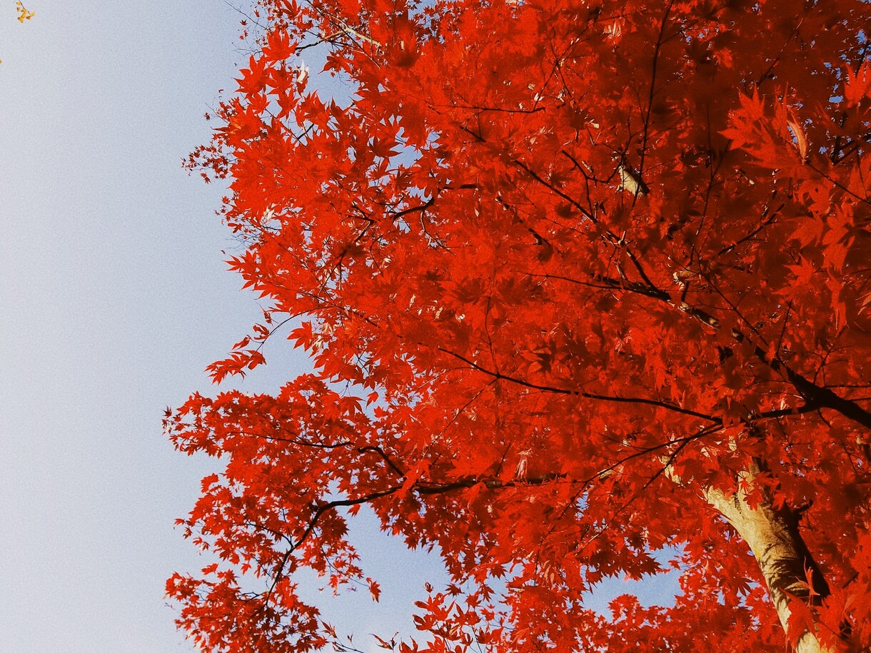 用途に合わせた素材をも致します シンプルなものからこだわりの写真素材を提供致します。 イメージ1