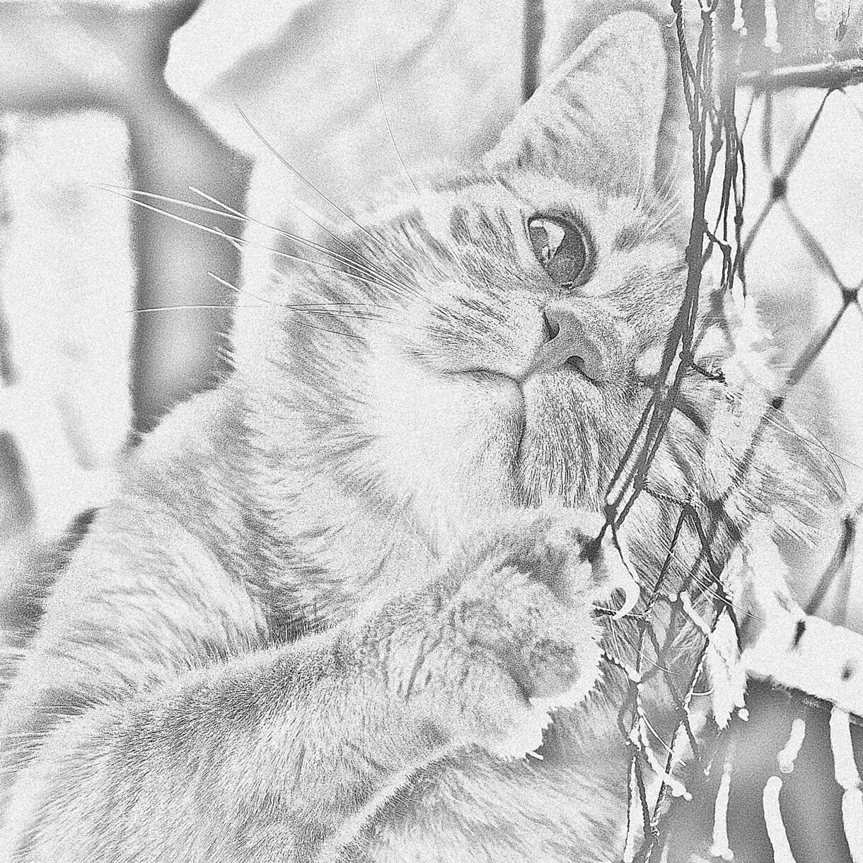 手書きの鉛筆画風に加工します どんな写真でもまずはご相談ください！ イメージ4