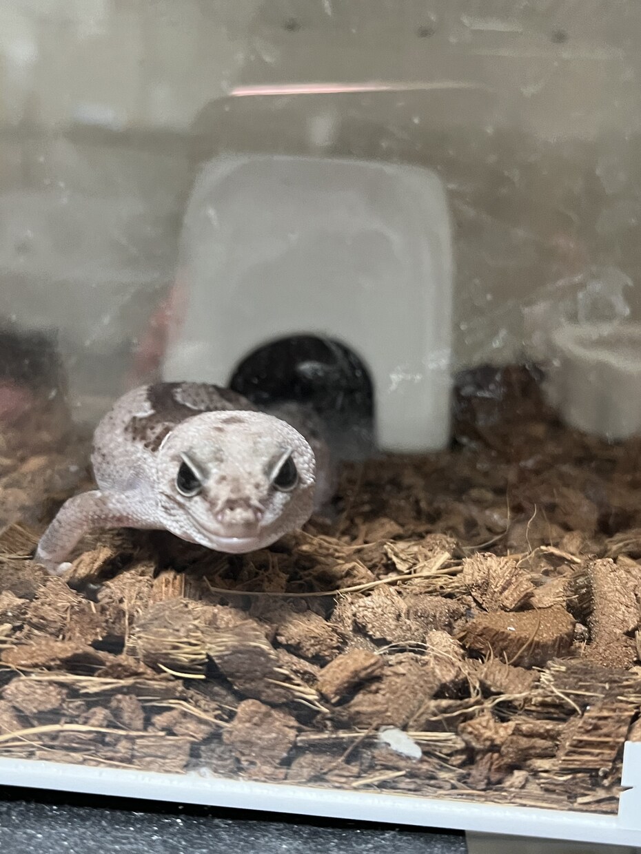 爬虫類のご相談承ります 女性飼育者が提供する爬虫類を初めてお迎えする方向けご相談 イメージ1