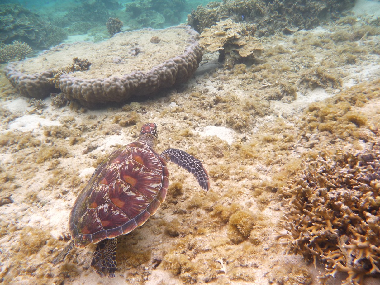 沖縄の水中写真を提供します イメージ写真等に使用してみてはいかがでしょうか イメージ3