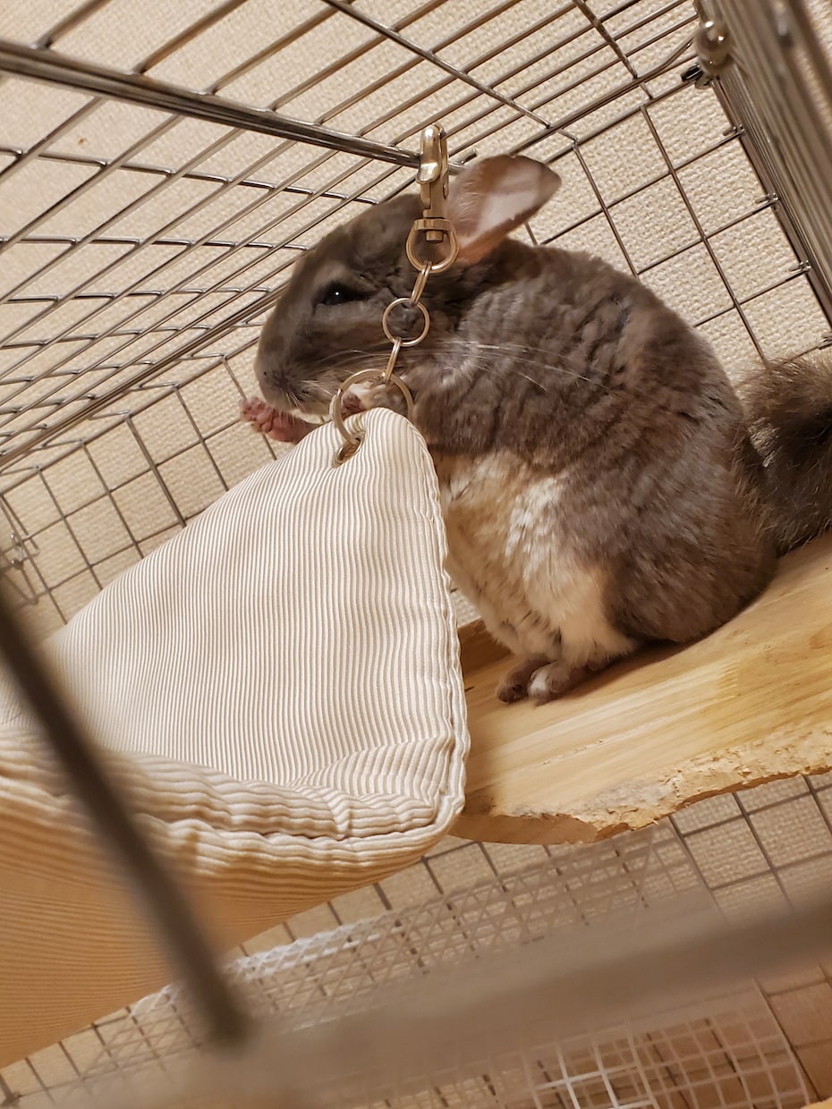 電話でお話しませんか❁*.ﾟなんでも聞きます ちょっとでも元気になれるように、癒しになります︎و* イメージ4