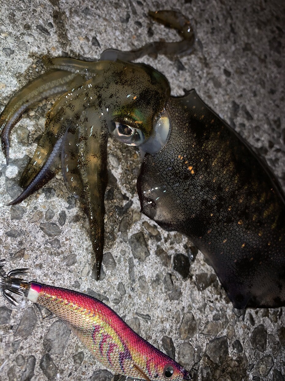 狙った魚つらせます 瀬戸内海を制すために必要な3つのこと イメージ1