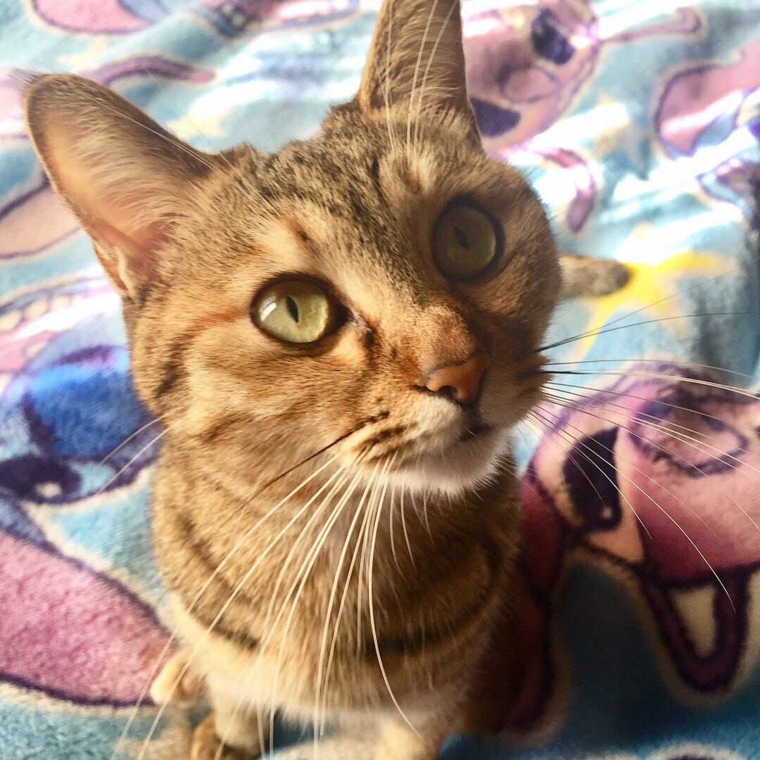 猫さんの相談、悩みお応えします 猫と暮らすあなたの悩みを猫専門のペットシッターに相談！ イメージ3