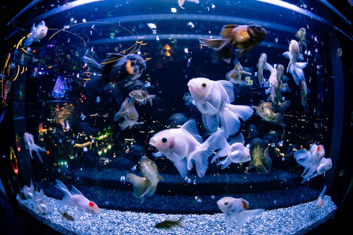 高クォリティーな写真の撮影を代行します 広告写真基準の機材で高クォリティーな写真を提供いたします。 イメージ5