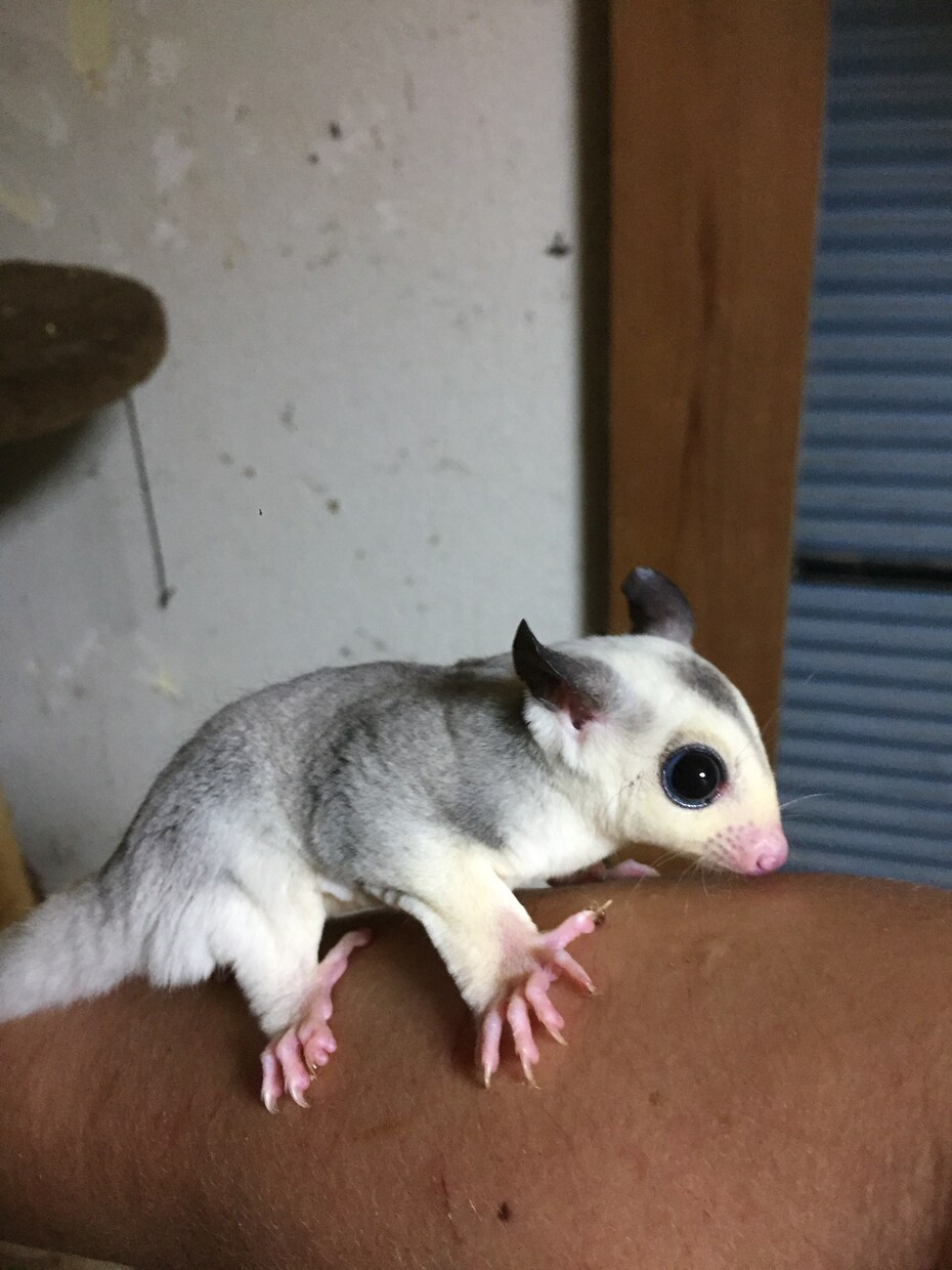 小動物の爪切りのコツ教えます 些細なことでもお気軽にご相談下さいね イメージ1