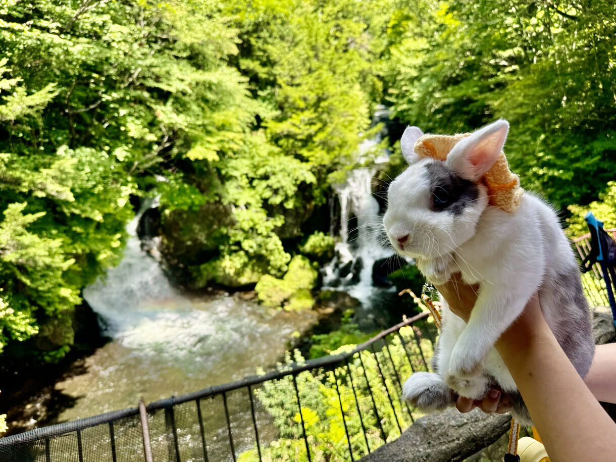 メニュー表をデザイン＆翻訳します 飲食店・イベント出店用の中日メニューを制作 イメージ1