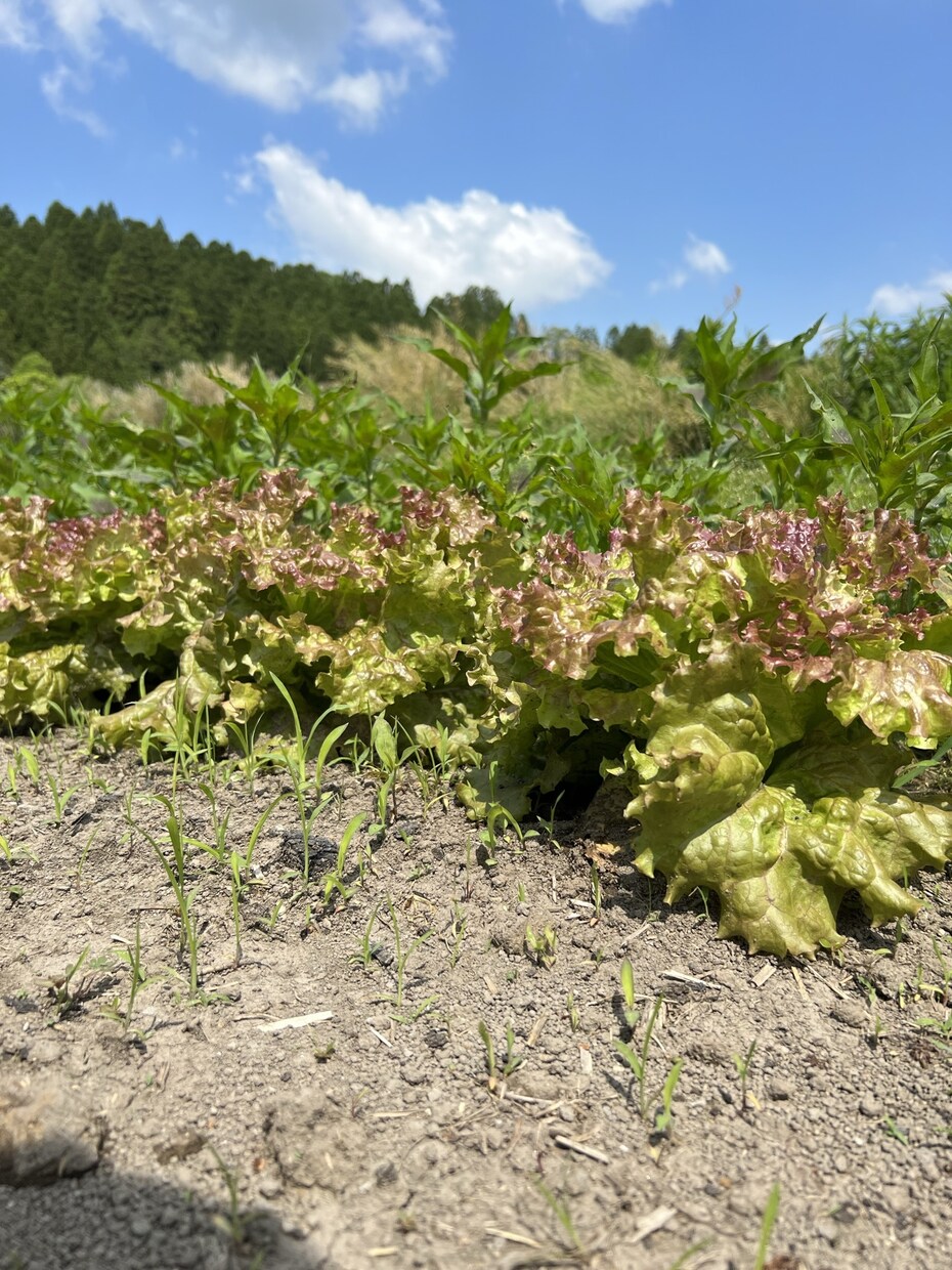 農薬等を使わない農法のご相談を承ります 水稲、小麦、野菜、鶏、日本ミツバチに取り組んでみませんか？ イメージ8