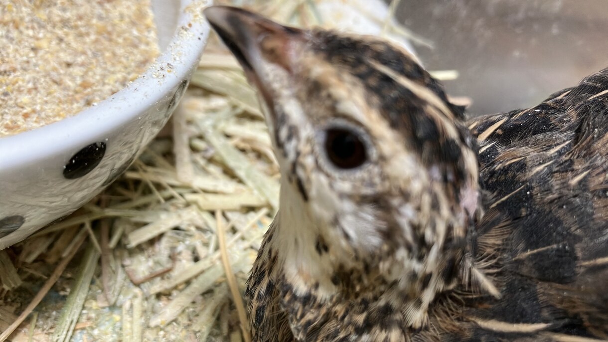 愛玩動物飼養管理士資格保持者が相談乗ります 飼いたいけど飼い方がわからないなどの相談に乗ります イメージ2