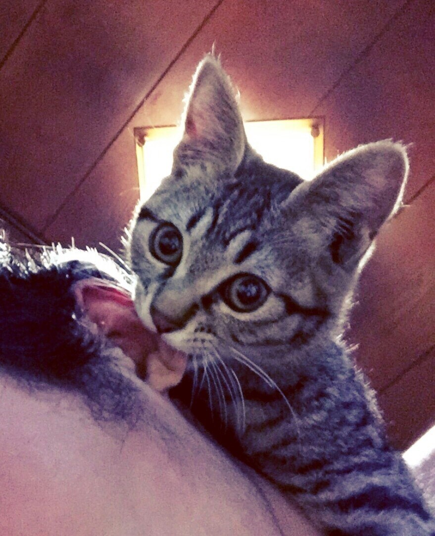 猫プロが撮った写真集あります 猫大好きな猫好き猫ままです！猫の写真提供 イメージ7