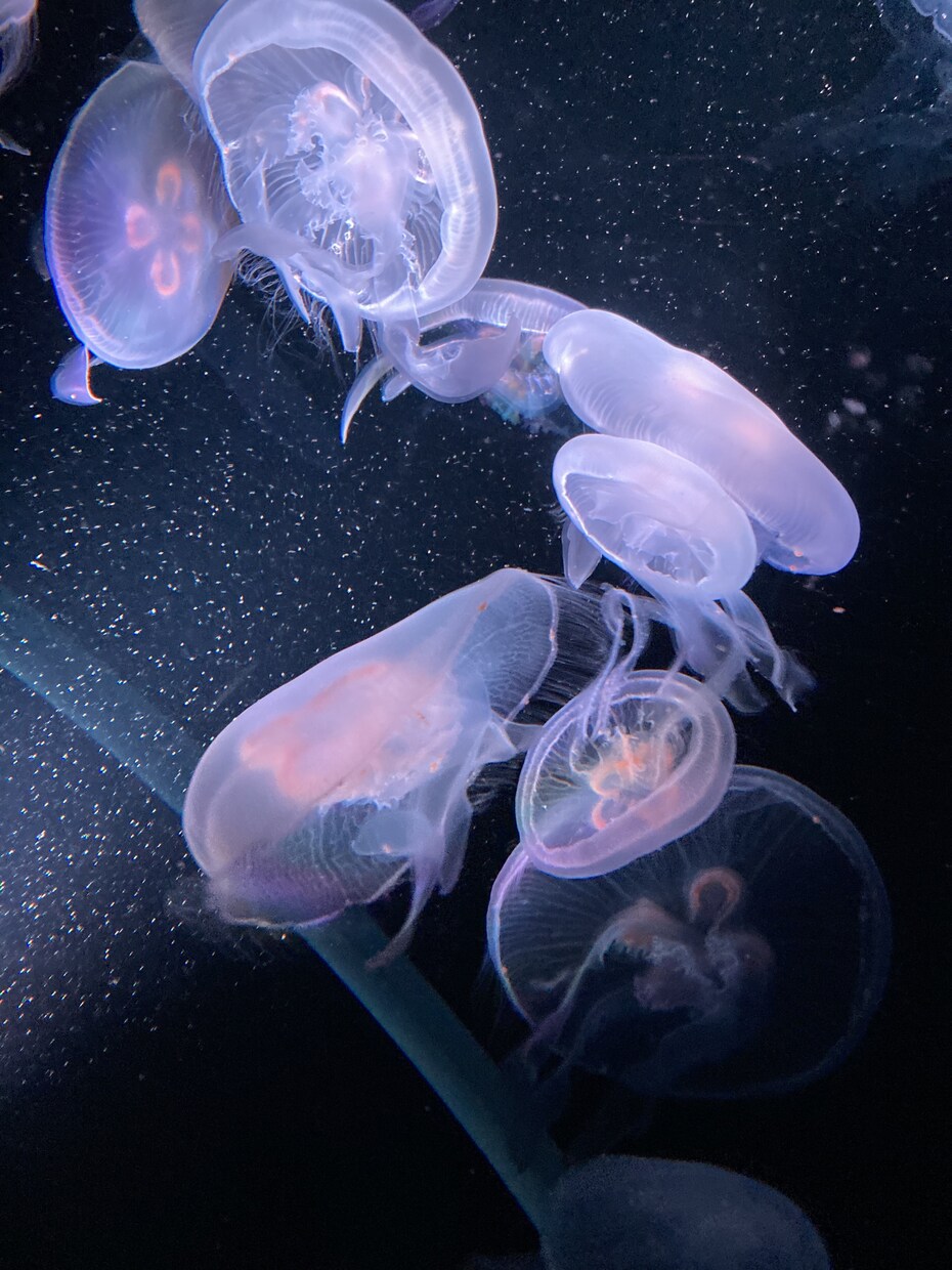 広告など様々な用途向け写真素材をご用意しております 植物、風景、水の生き物たちの美しい素材を活かしてます イメージ8