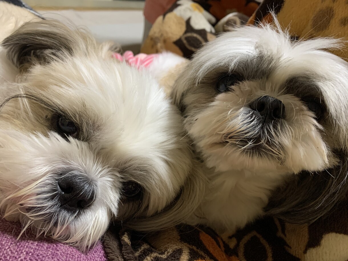 わんぱぱ流ドッグライフの過ごし方をレクチャーします あなたが本質を理解すれば犬はあなたをもっと信頼しますよ イメージ1