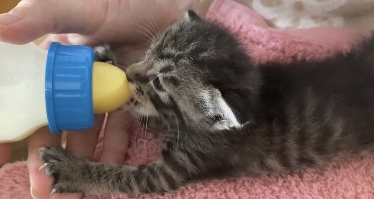 保護子猫の育て方（初心者歓迎）丁寧にサポートします 乳飲み子猫の命をつなぐ技術と知識、伝えます,ﾟ.:｡+ﾟ イメージ3