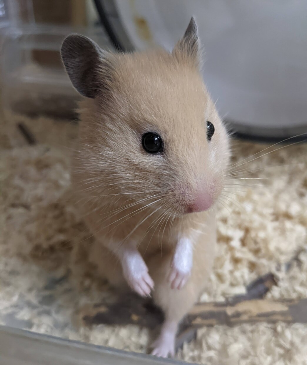 動物さんのお話を聞きます おうちの動物さんとお話します！ イメージ1