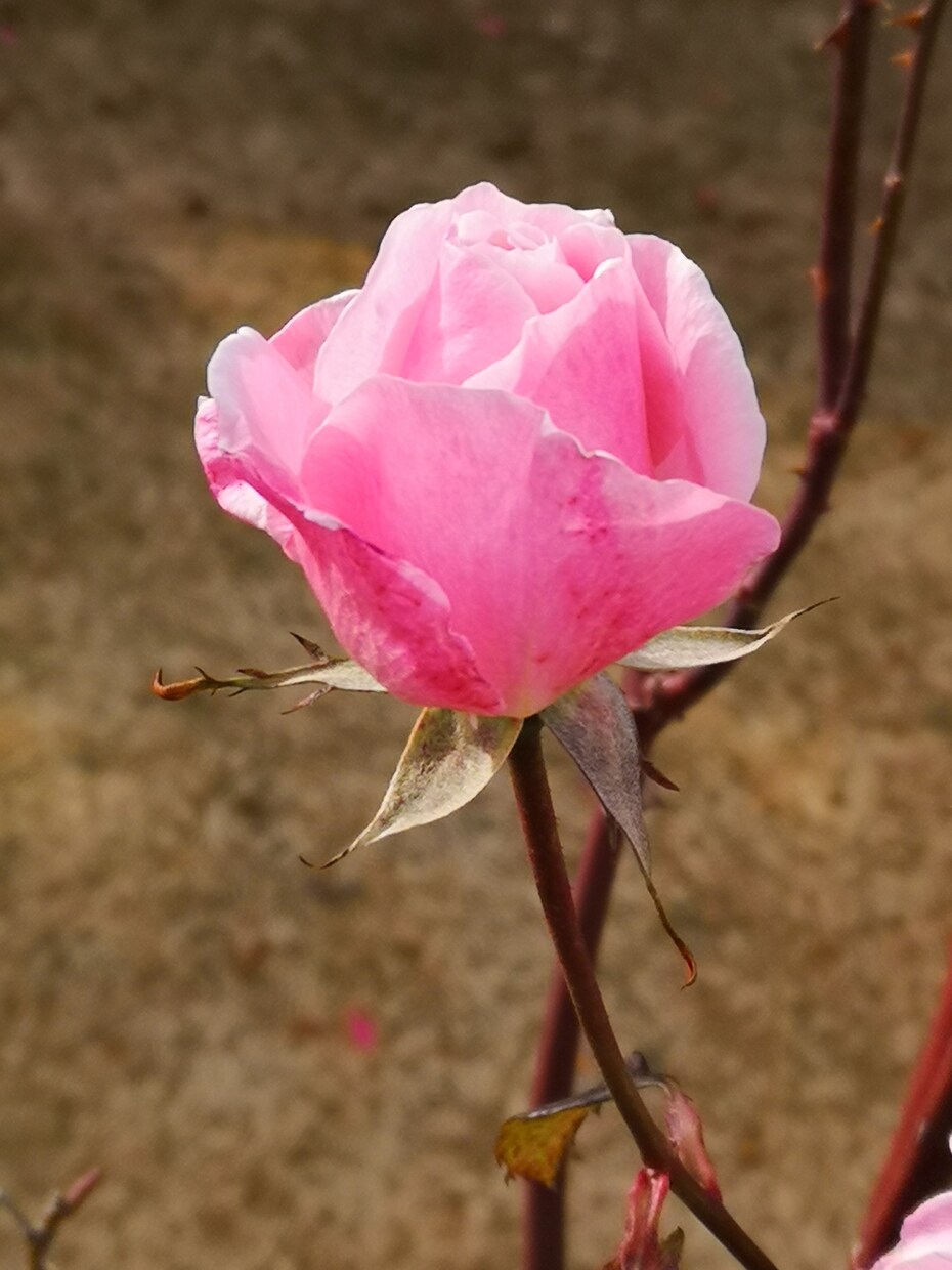 花の写真を提供します 青空や田舎の空気もお届け! 現在70枚、少しずつ増えます。 イメージ2