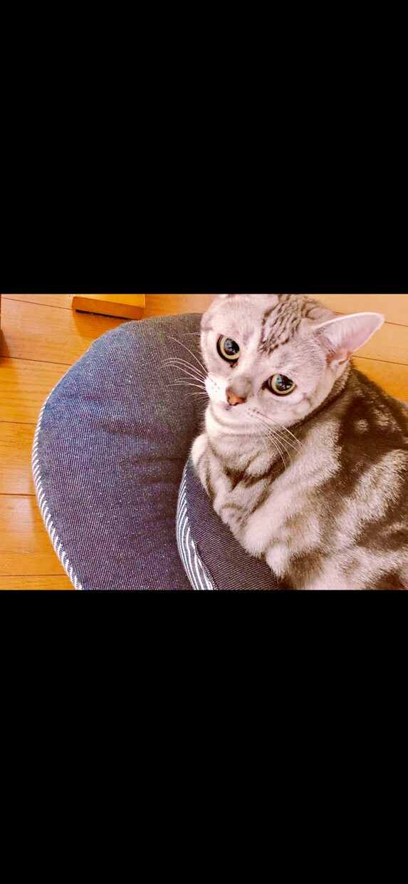 亡くなった愛するペットちゃんのお気持ちを鑑定します ❁︎ペットちゃんのお気持ちを言葉に変え、お届けさせて頂きます イメージ2