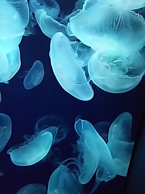 ヒーリング！遠隔にて霊気をお流し致します 初めての方、ペット専用。霊気体験してみませんか？ イメージ1