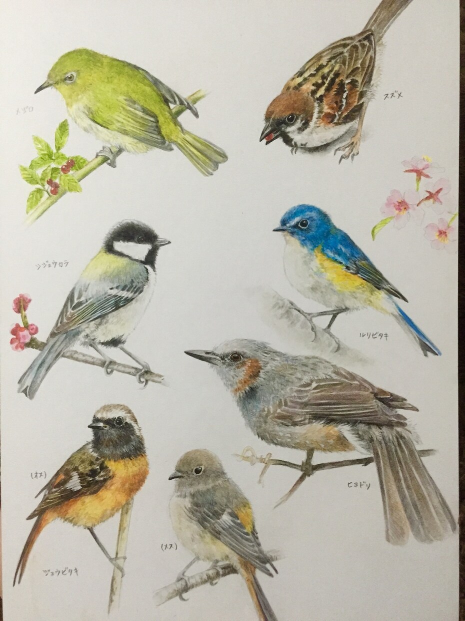 ペットの写真を、色鉛筆や水彩画でお描きします 精密に描きます。花など装飾も可能！プレゼントや記念にどうぞ。 イメージ4