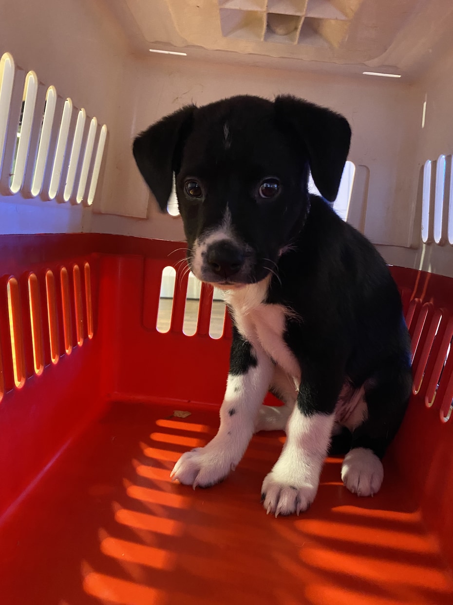 保護犬を飼うかどうか迷っている人の相談に乗ります 保護犬って何？　ペットショップとの違いは？　我が家に合う犬 イメージ5