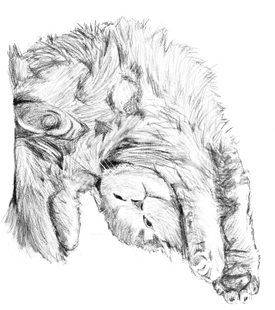 大切なペットのイラストを描きます 大切なペットとの思い出の一枚を イメージ3