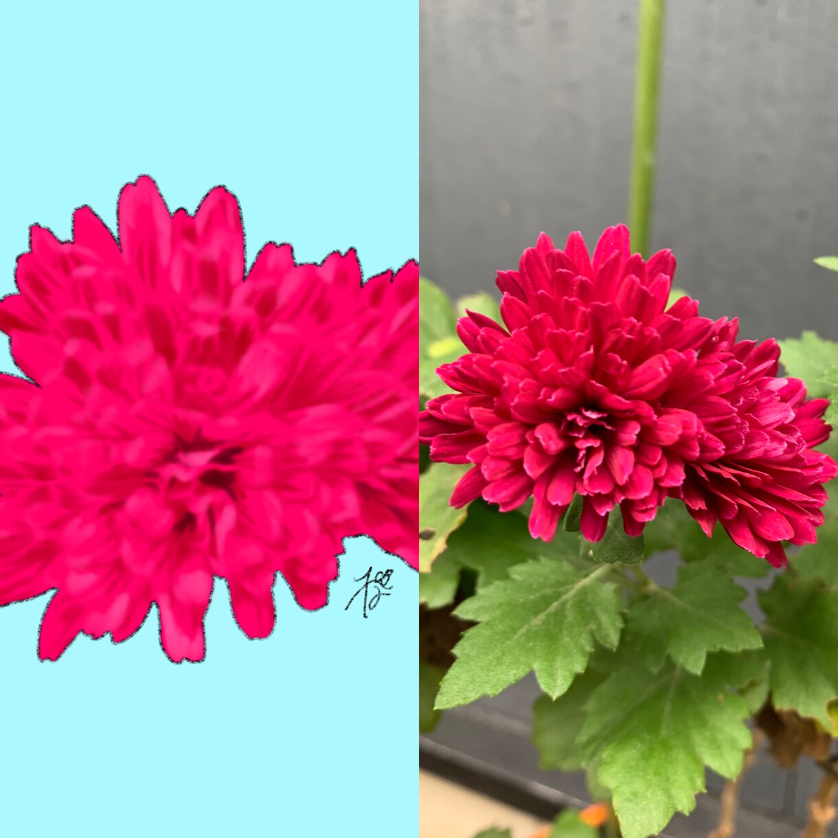 お花のイラストを描きます 記念日にもらったお花や花壇に咲くお花等をイラストにします。 イメージ2