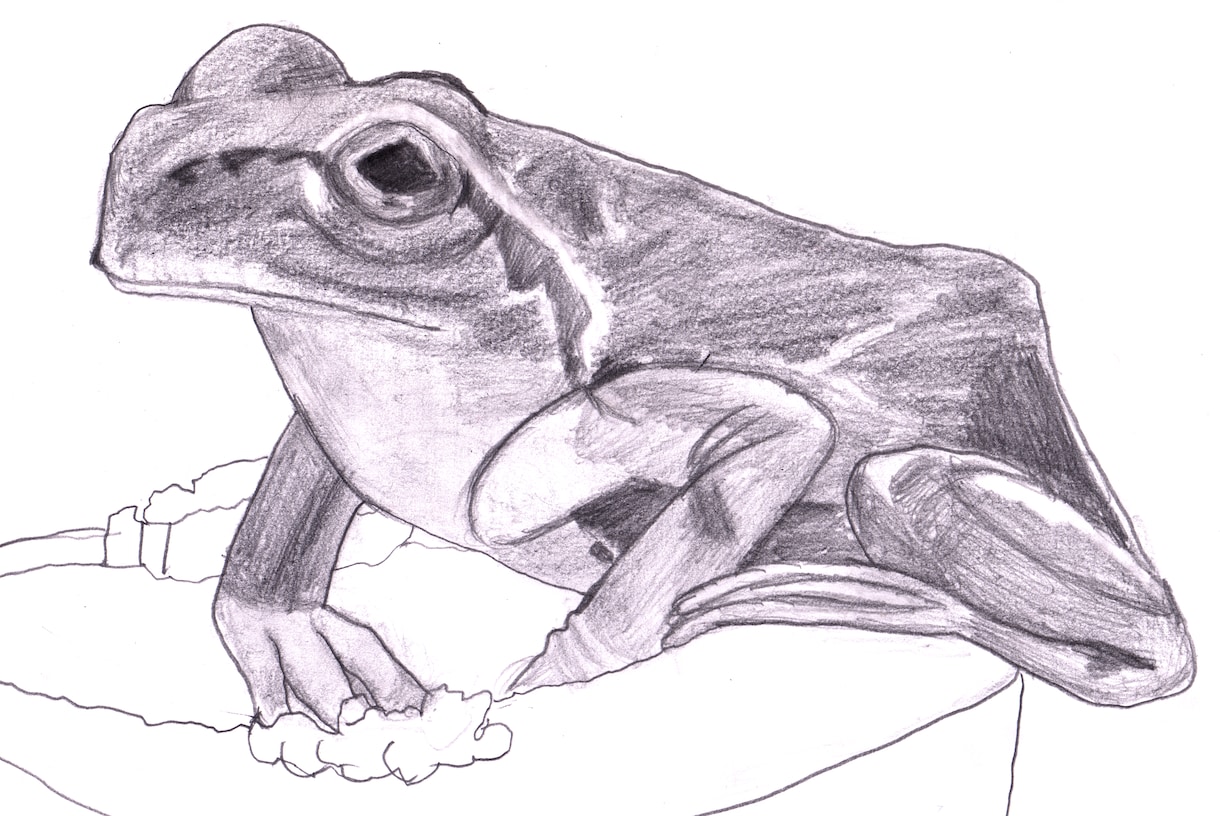 デッサン風のリアルなイラスト描きます 鉛筆や色鉛筆で暖かみのある絵を描きます！ イメージ4
