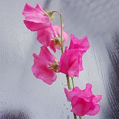 今のあなたの魅力を伝えるお花をお選びします 魅力を表すお花＆高次元のメッセージ＆未来を変えるセッション イメージ4