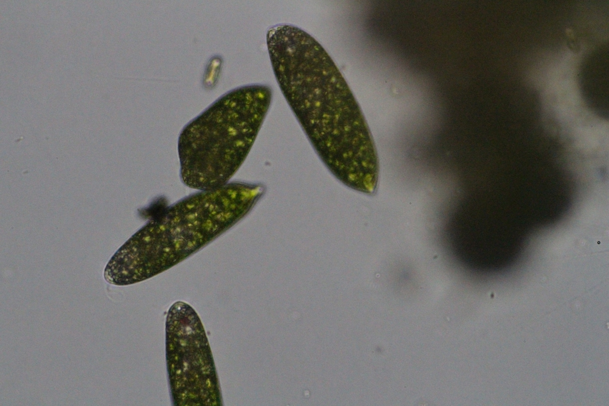 プランクトンの顕微鏡写真を提供します 元生物教師がミジンコやボルボックスの綺麗な写真を撮りました。 イメージ1