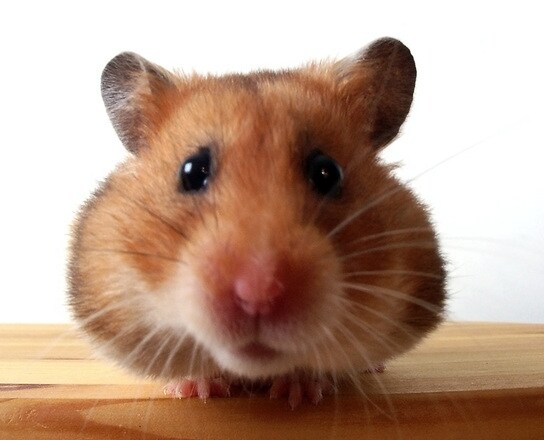 小さなペットを長生きさせる飼い方、教えます！ イメージ1