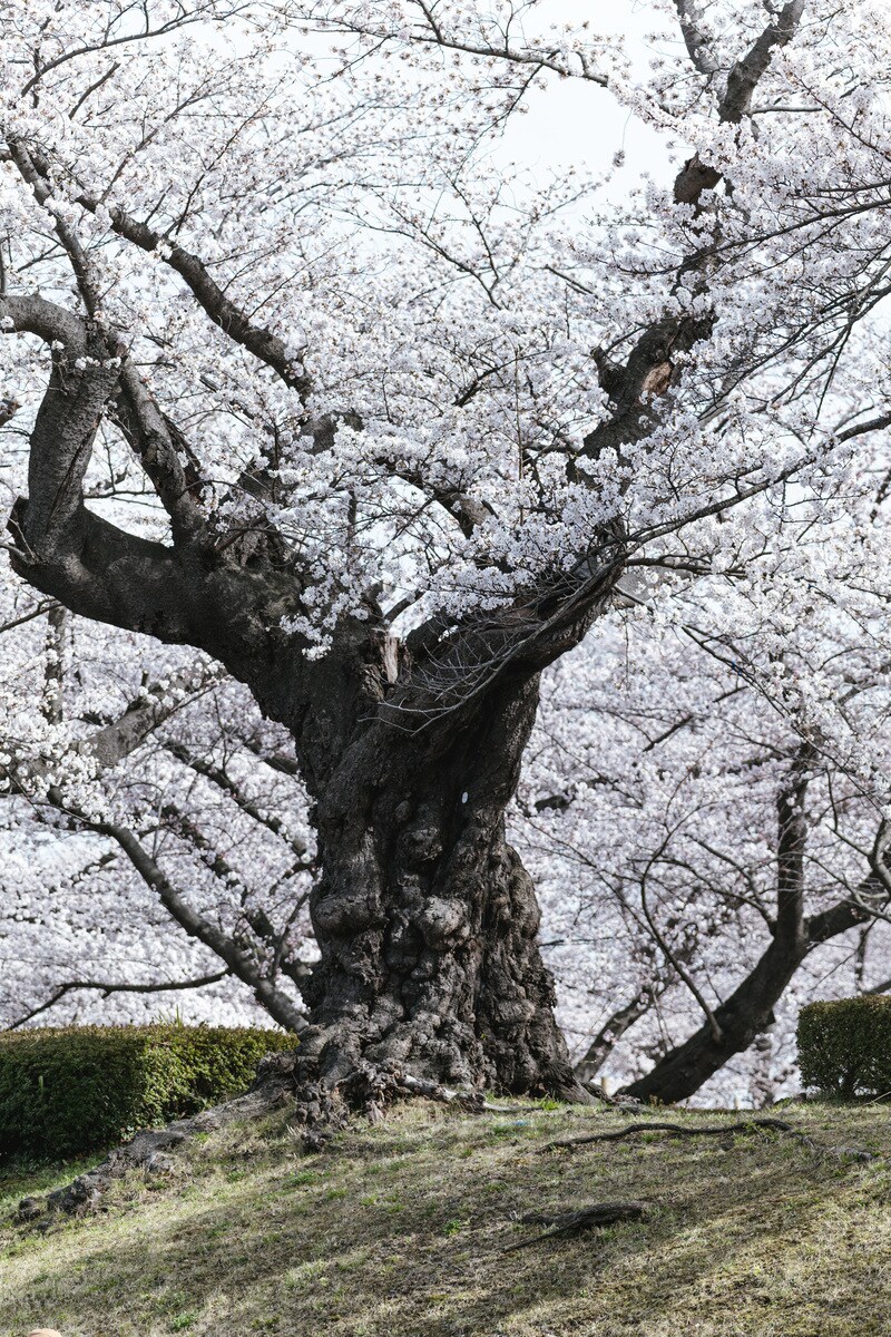 黒龍様とのお話で迷いの決断のお手伝いを致します 今何かの選択に迷っている方、龍神様にお伺いを致します。 イメージ7
