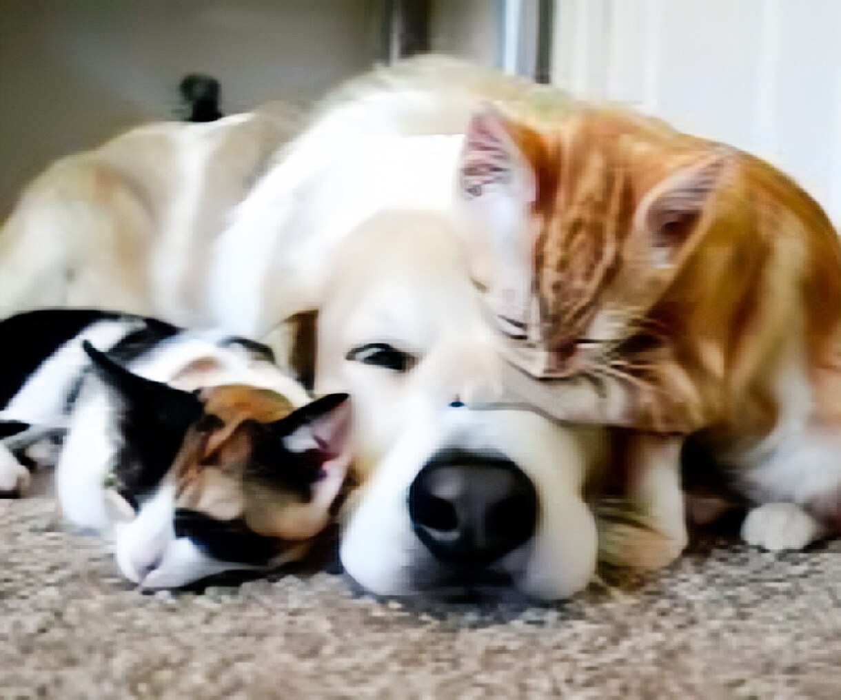 ペットロス大切な家族を亡くした悲しみを共に抱えます ペットロス/喪失感/犬/猫/動物/家族/ペット/別れ/死 イメージ9