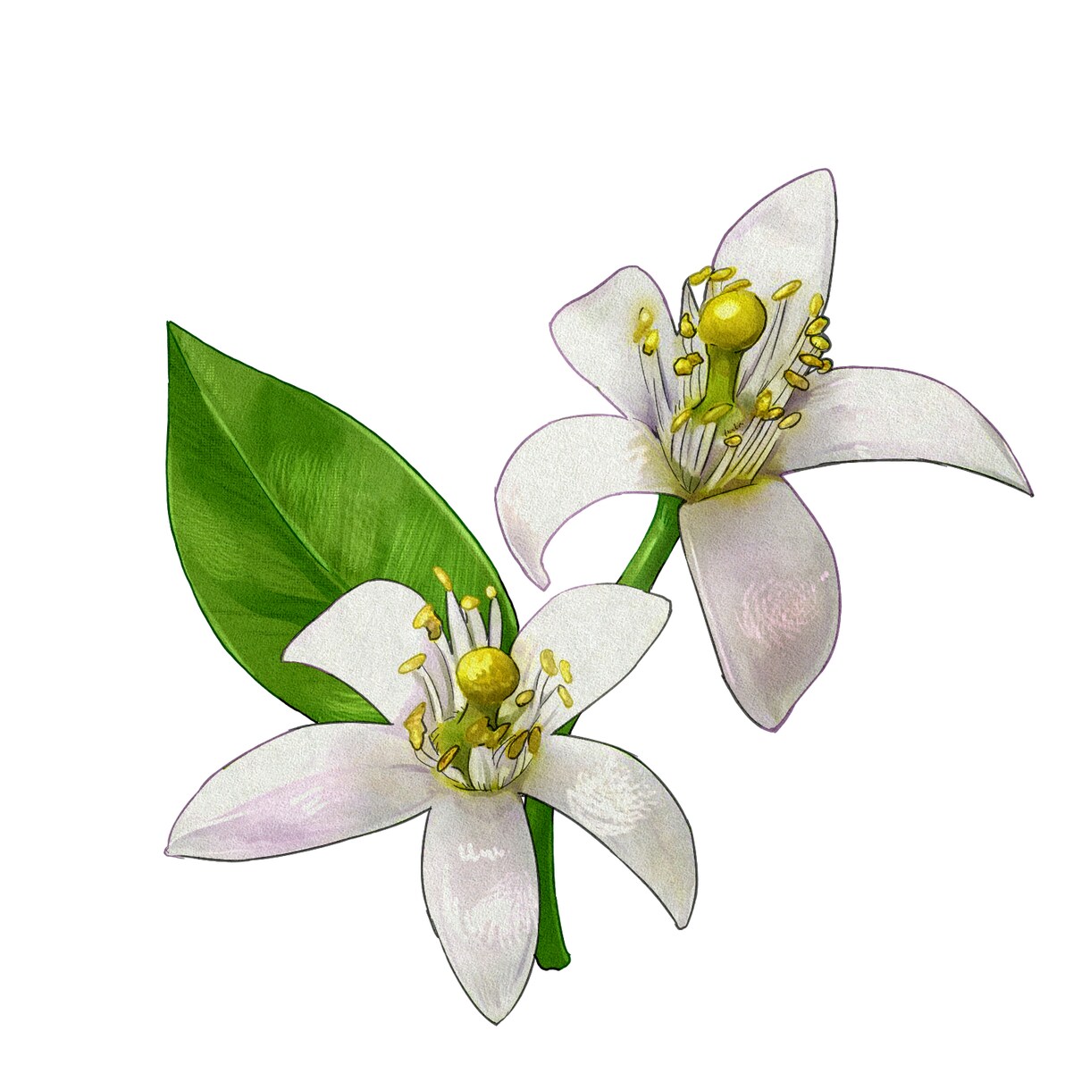 綺麗でお洒落なボタニカルイラストを作成します プレゼント・デザインのアクセントに美しい植物のイラストを！ イメージ4