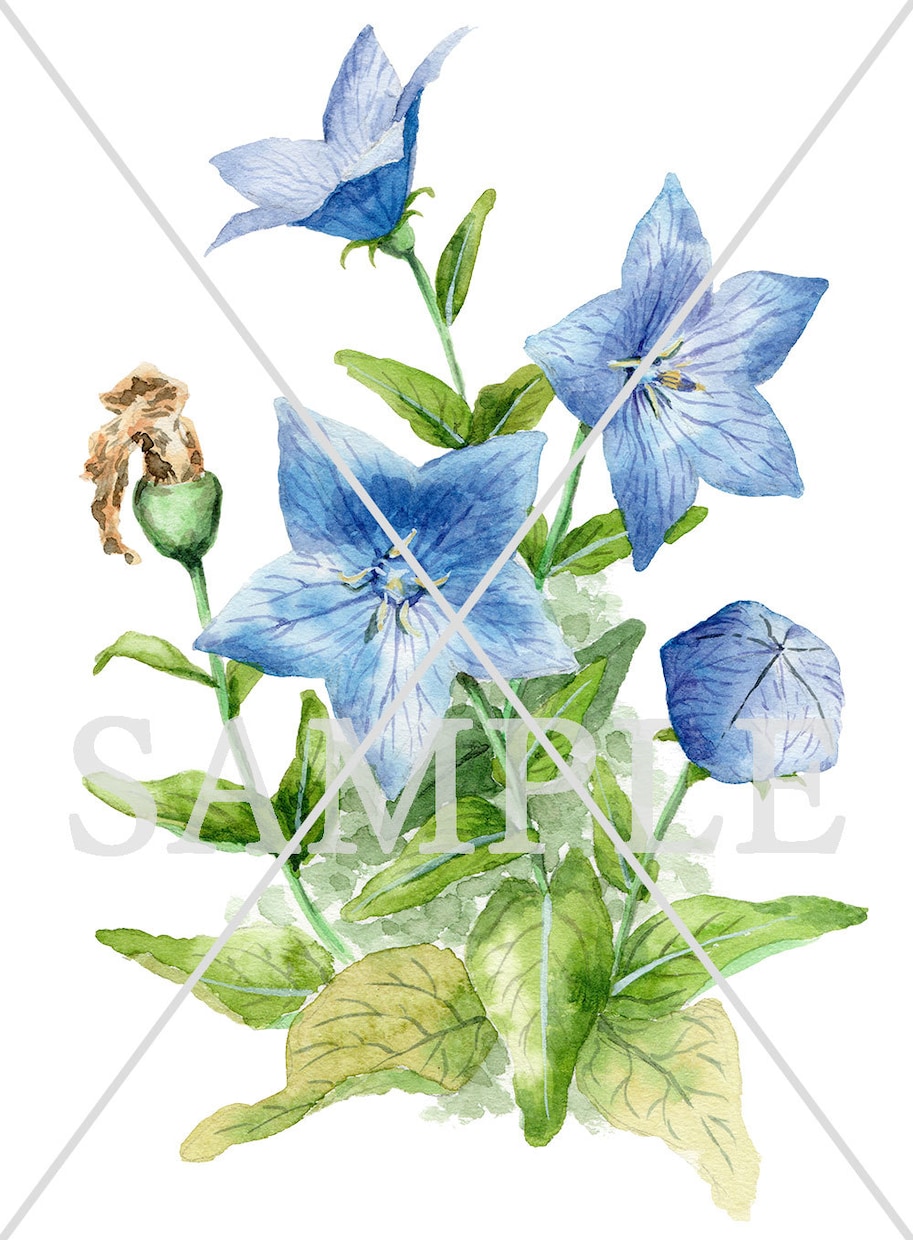 アナログ水彩でかわいくリアルな植物イラスト描きます リアルすぎず正確に、あたたかな色合いとふんわりしたタッチで イメージ9