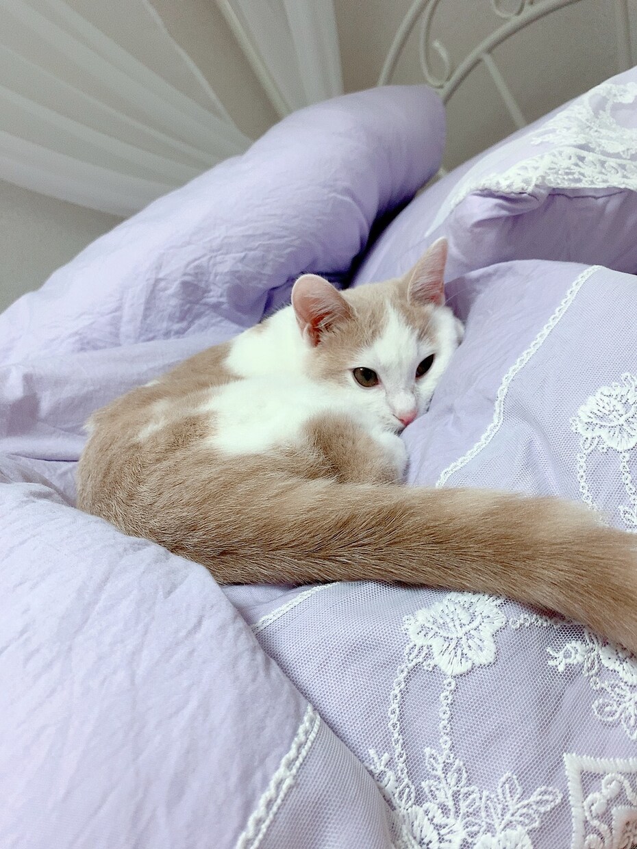 猫ちゃんのお悩みお応えします 猫ちゃんのお悩みご相談ください！ イメージ1