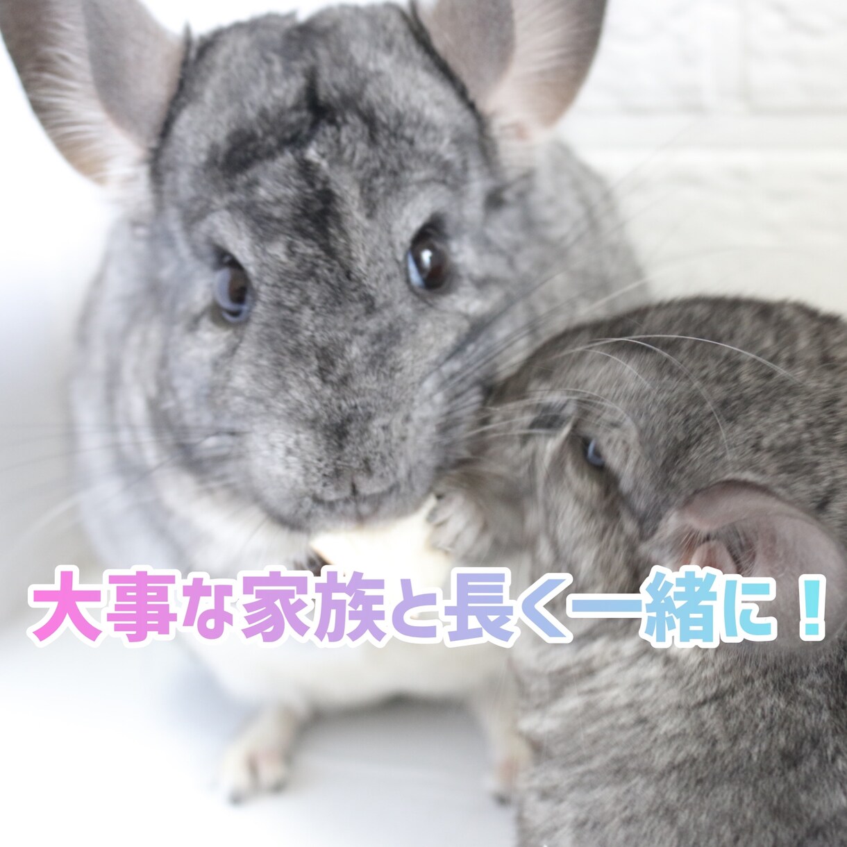 チンチラ飼育のご相談にのります これから飼いたい方、現在飼っている方、どちらもOKです！ イメージ1